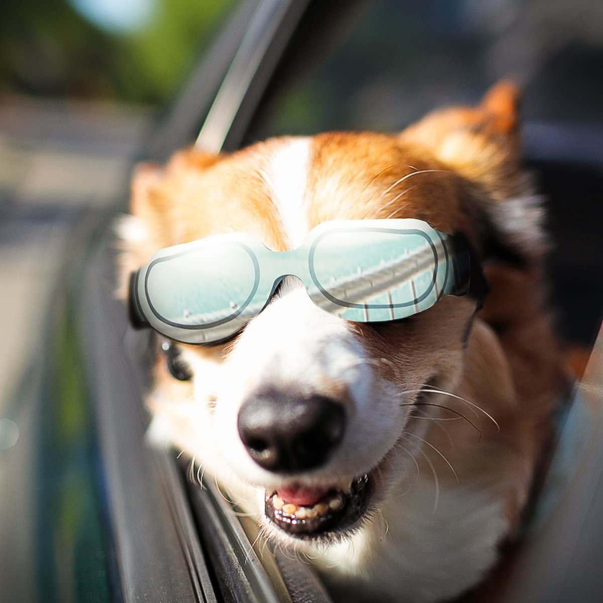 Dog Goggles Fog - Windproof