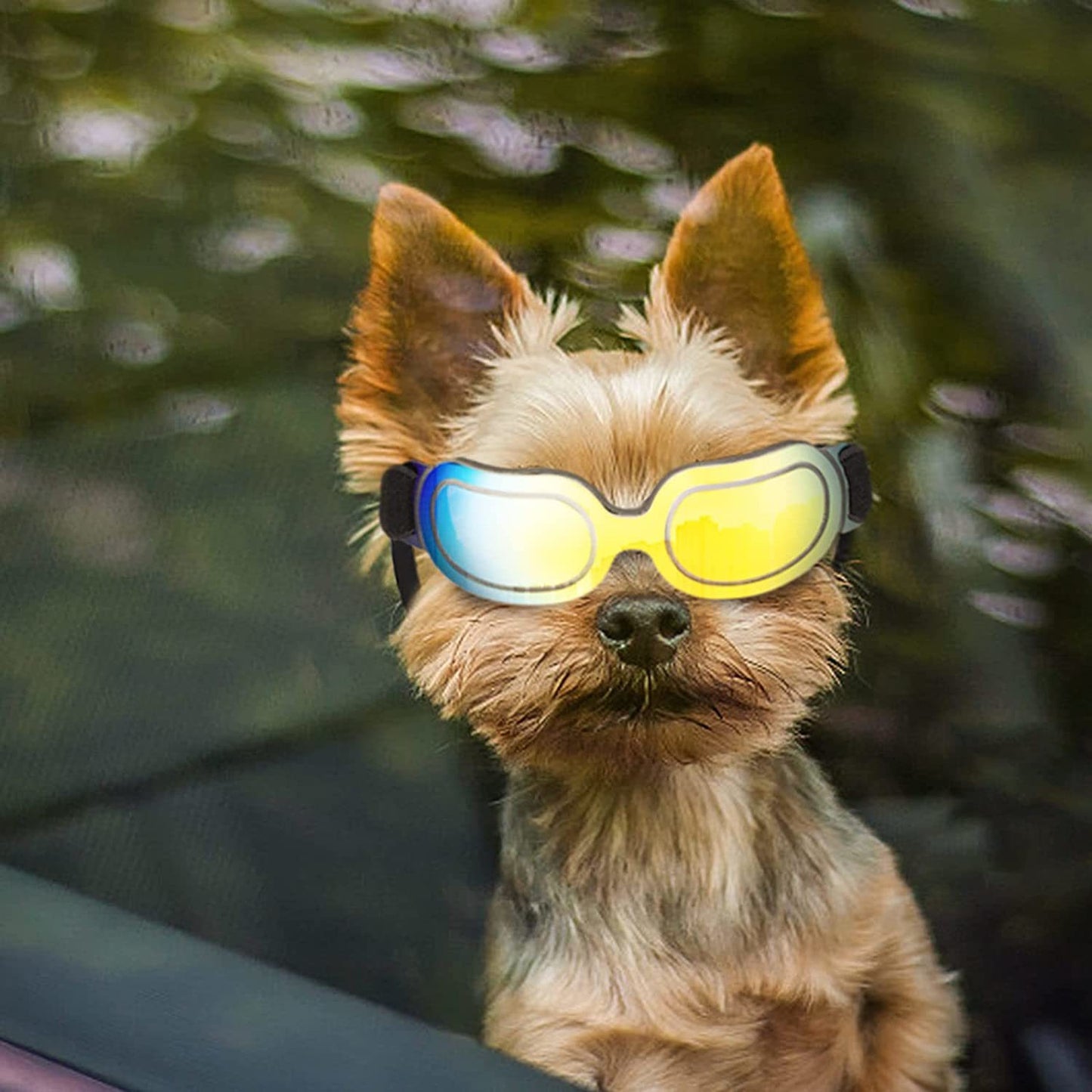 Dog Goggles Fog - Windproof
