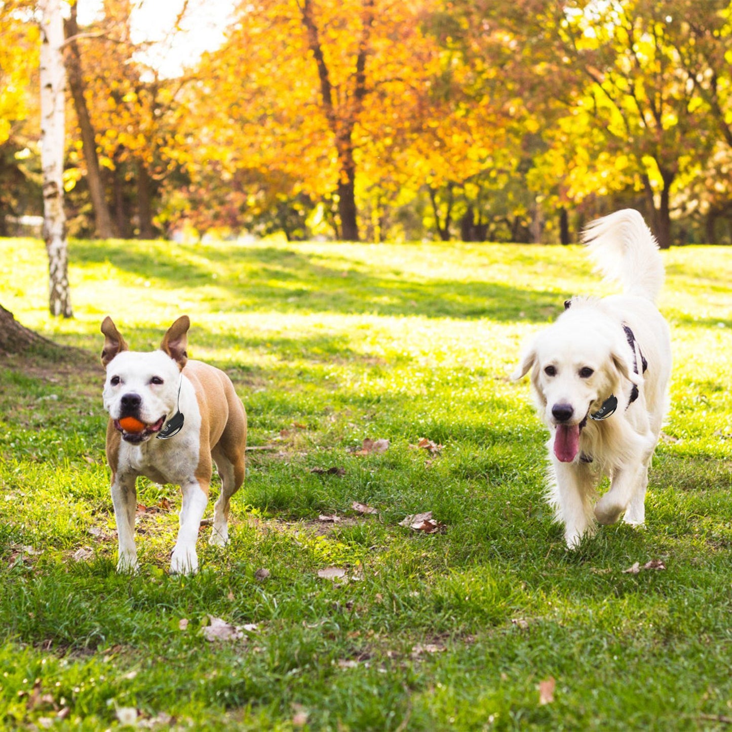 Wireless Electric Dog Fence Pet Shock Boundary Containment System