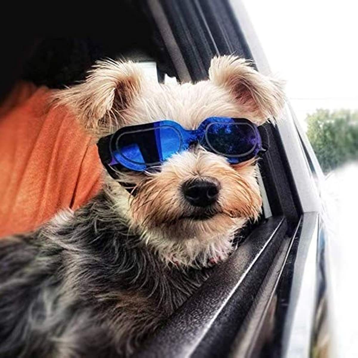 Dog Goggles Fog - Windproof