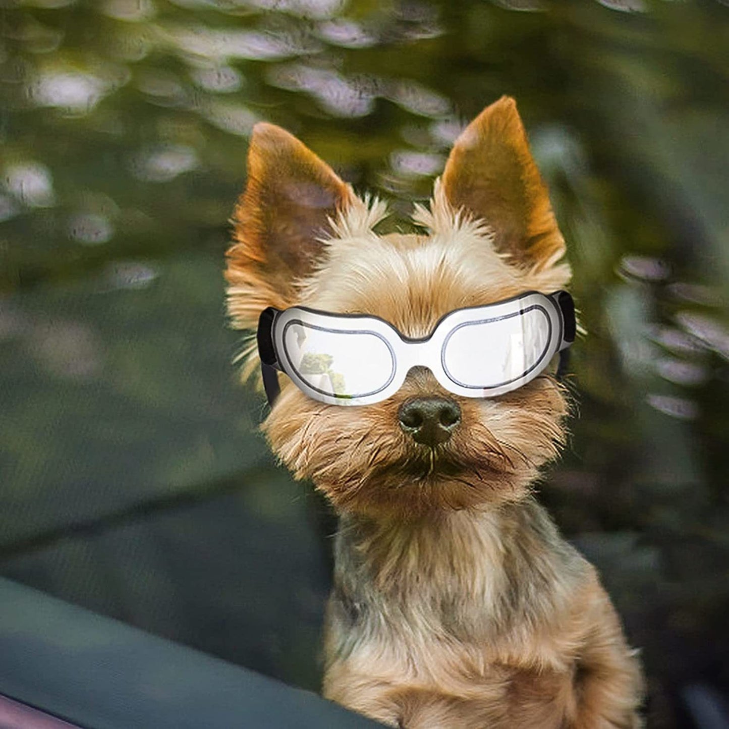 Dog Goggles Fog - Windproof